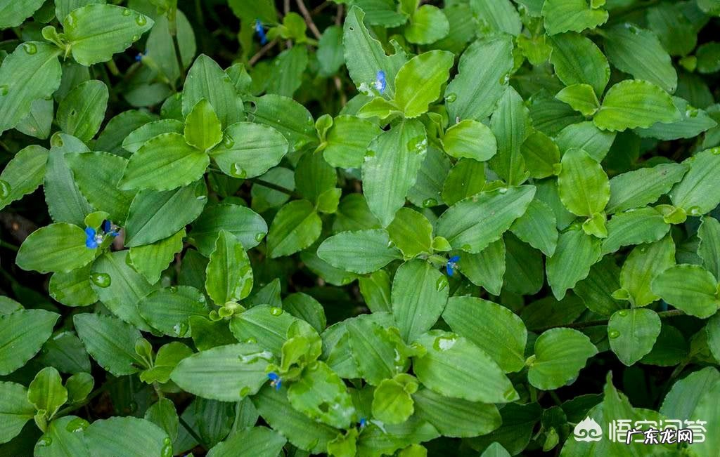 什么是过敏性湿疹？