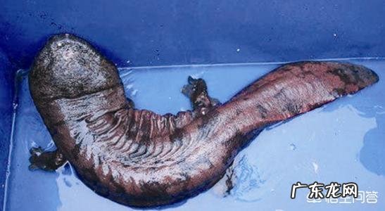 娃娃鱼养殖前景如何?娃娃鱼的养殖技巧有哪些?