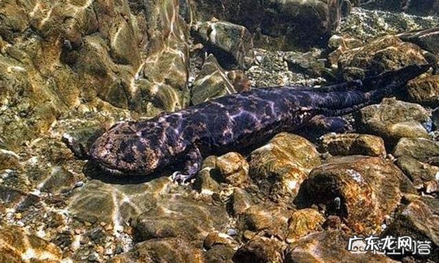 娃娃鱼养殖前景如何?娃娃鱼的养殖技巧有哪些?