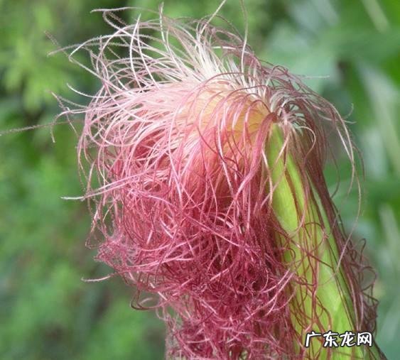 玉米须泡水喝的功效与禁忌有哪些?