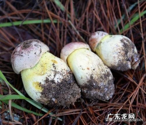 食用野生菌的安全小知识有哪些?