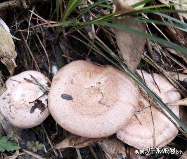 食用野生菌的安全小知识有哪些?