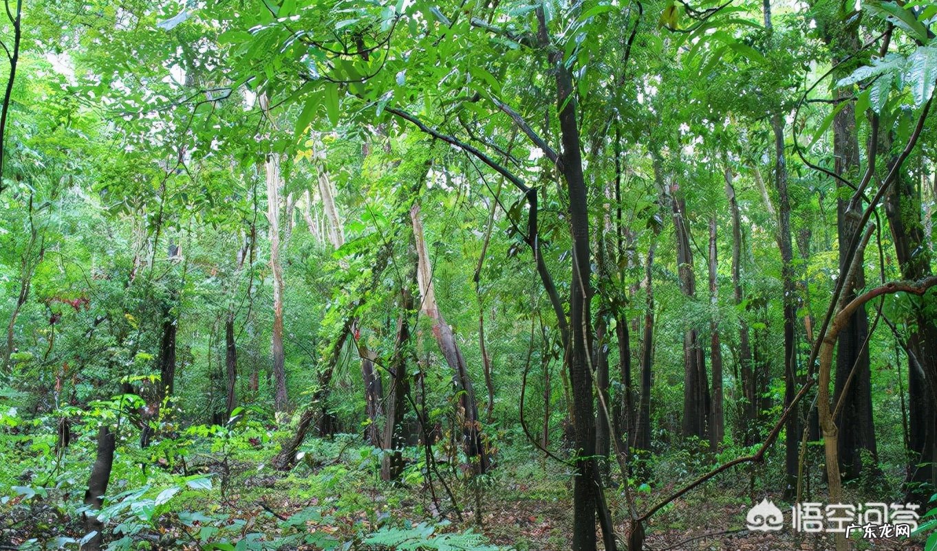 一个人被蟒蛇吞进肚子里，为什么手里有刀，也无法破腹逃出来？-
