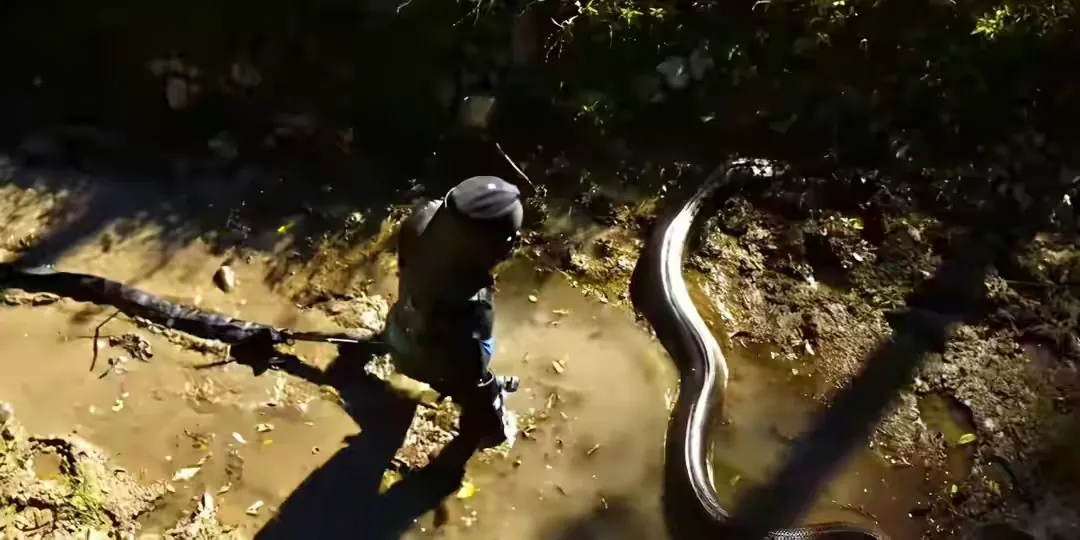 一个人被蟒蛇吞进肚子里,为什么手里有刀,也无法破腹逃出来?-