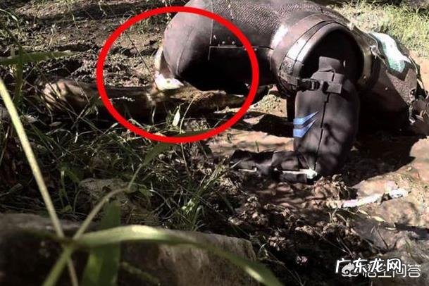 一个人被蟒蛇吞进肚子里，为什么手里有刀，也无法破腹逃出来？-