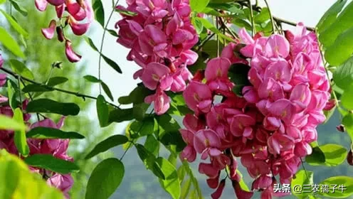 一亩地槐花养蜂能产多少蜂蜜?