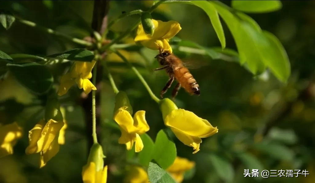 一亩地槐花养蜂能产多少蜂蜜?