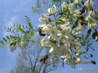一亩地槐花养蜂能产多少蜂蜜?