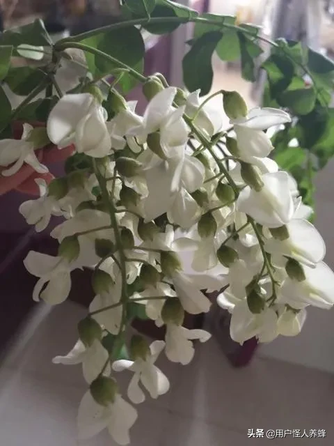 一亩地槐花养蜂能产多少蜂蜜?