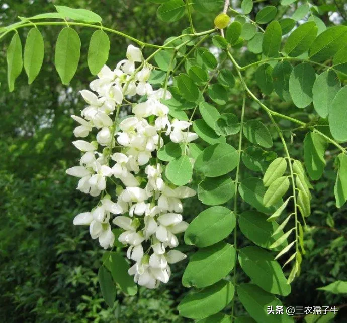一亩地槐花养蜂能产多少蜂蜜?