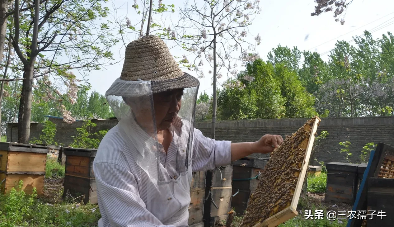 一亩地槐花养蜂能产多少蜂蜜?