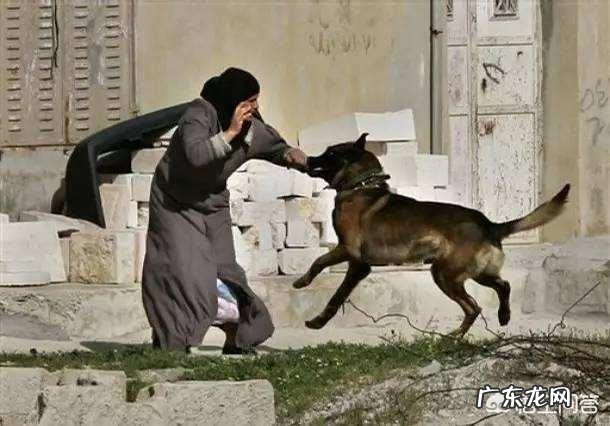 恶犬连咬5人被击毙,被咬女孩:不敢走这条路做梦都怕,如何宣传禁狗令?