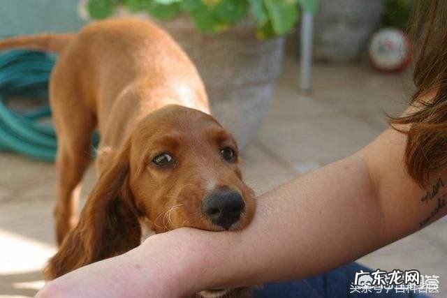 恶犬连咬5人被击毙,被咬女孩:不敢走这条路做梦都怕,如何宣传禁狗令?