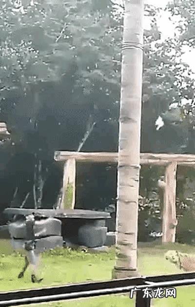 如果把非洲大草原的狮子换成东北虎,会怎么样?