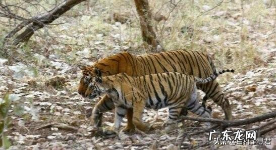 如果把非洲大草原的狮子换成东北虎,会怎么样?