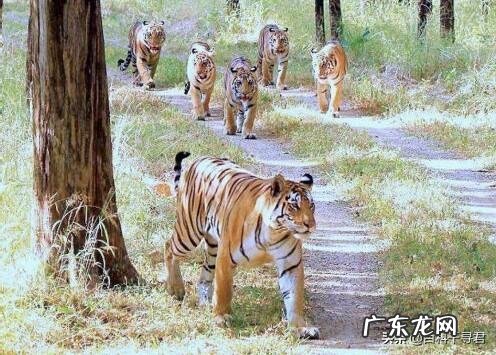 如果把非洲大草原的狮子换成东北虎,会怎么样?