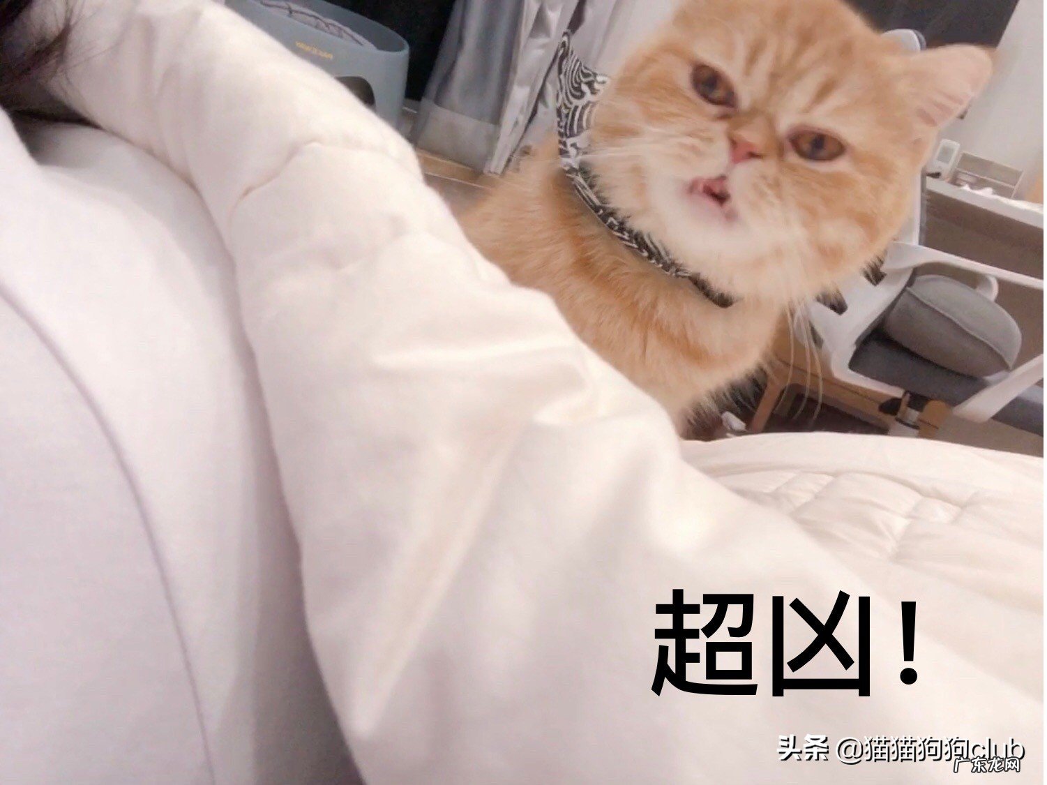 为了培养自己的担当,请问有什么宠物推荐给新手的吗?