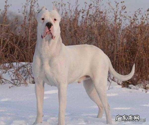 世界上有多少种狗,哪种最凶猛?