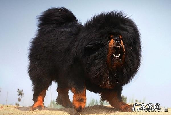 世界上有多少种狗,哪种最凶猛?