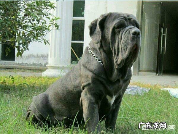 世界上有多少种狗,哪种最凶猛?