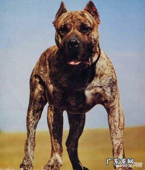 世界上有多少种狗,哪种最凶猛?