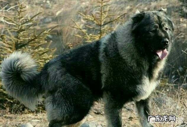 世界上有多少种狗,哪种最凶猛?