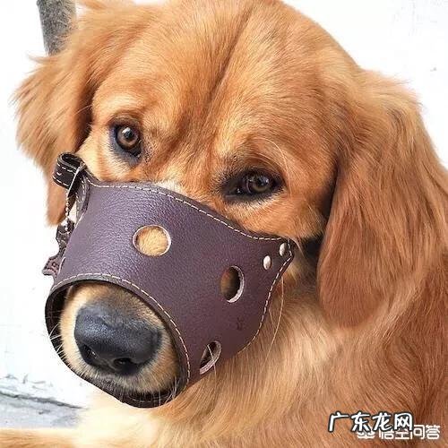 世界上有多少种狗,哪种最凶猛?