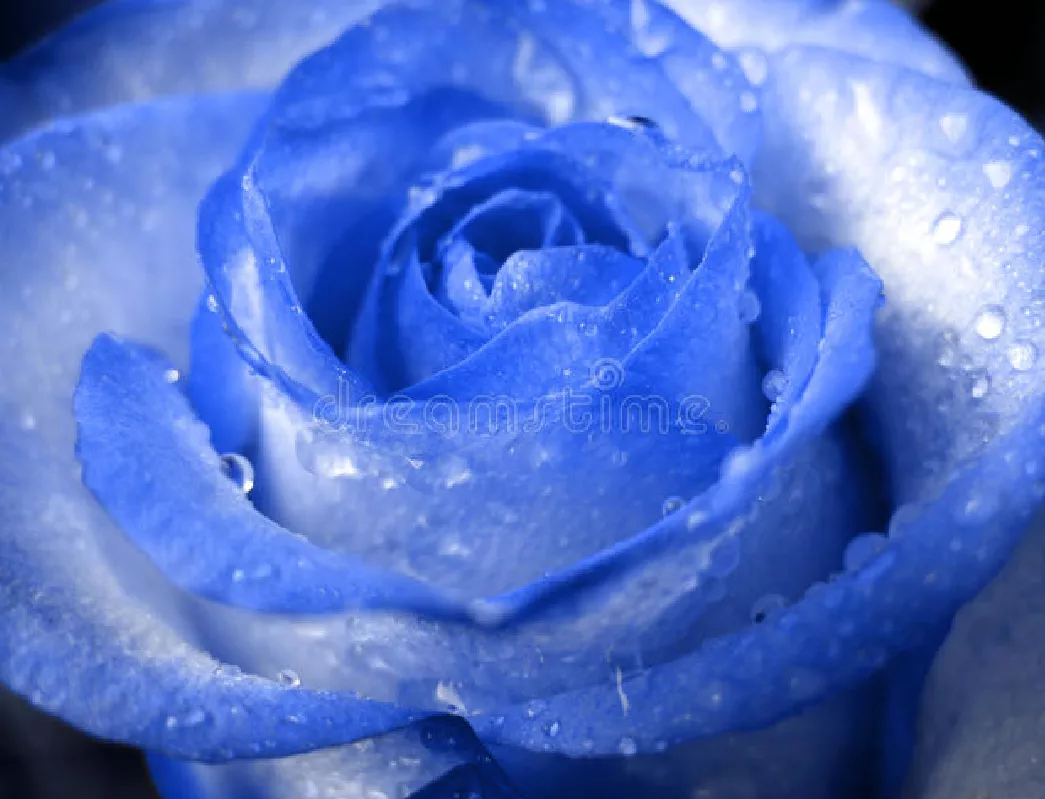 一支蓝色妖姬代表什么？