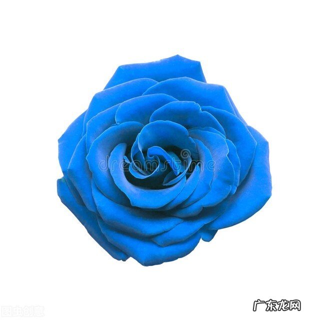 一支蓝色妖姬代表什么？