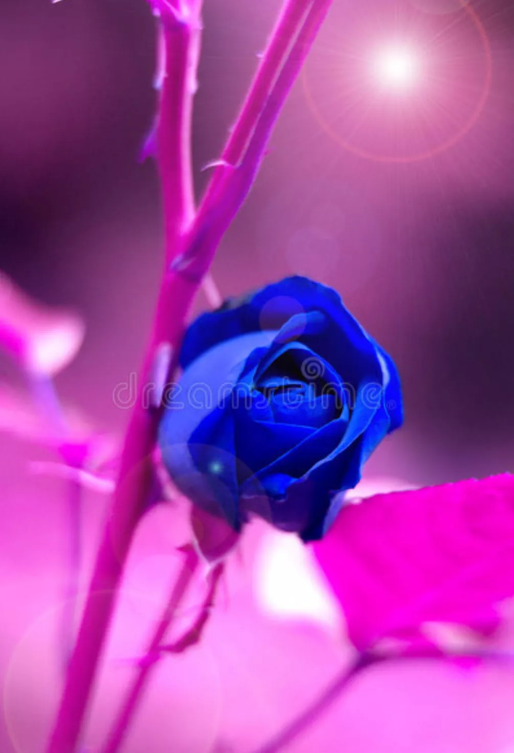 一支蓝色妖姬代表什么？