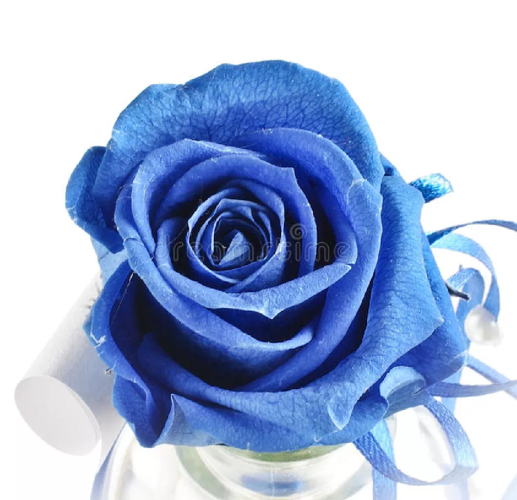 一支蓝色妖姬代表什么？