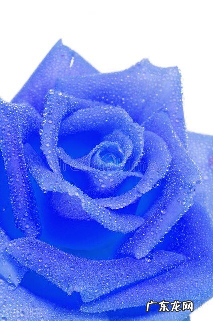 一支蓝色妖姬代表什么？