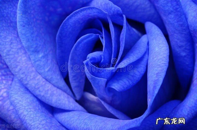 一支蓝色妖姬代表什么？