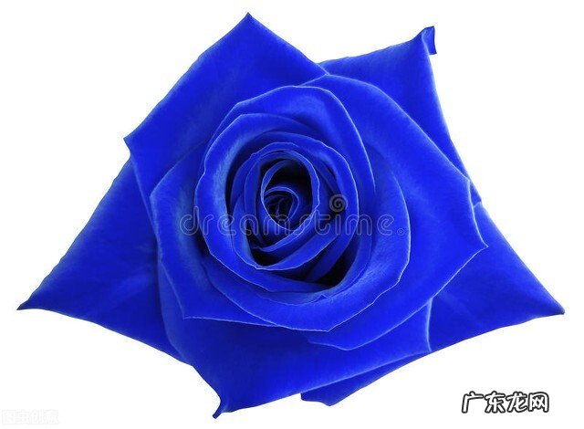 一支蓝色妖姬代表什么？