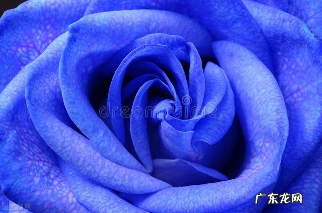 一支蓝色妖姬代表什么？