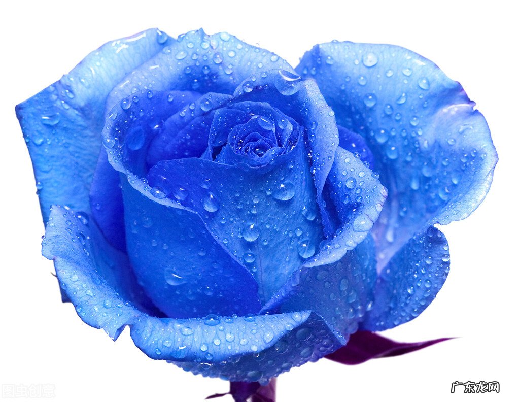 一支蓝色妖姬代表什么？