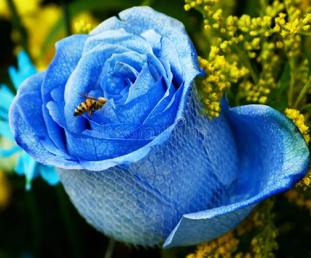 一支蓝色妖姬代表什么？