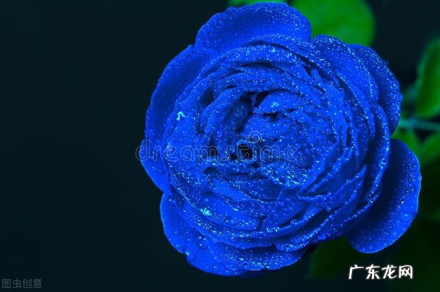 一支蓝色妖姬代表什么？