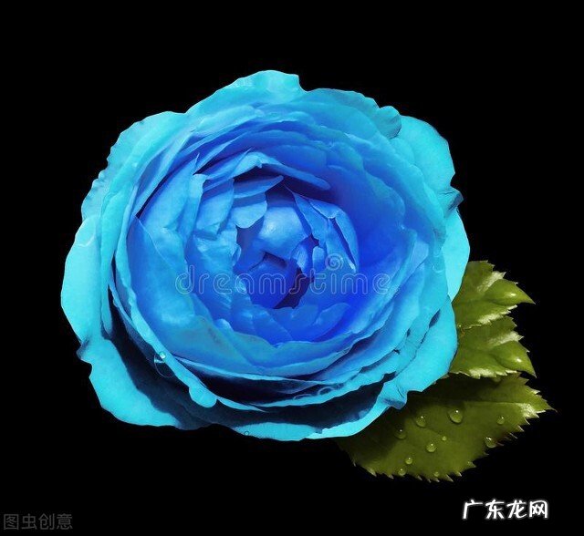 一支蓝色妖姬代表什么？