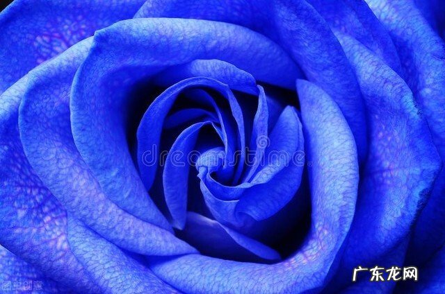 一支蓝色妖姬代表什么？