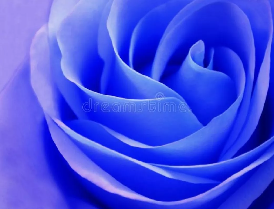 一支蓝色妖姬代表什么？