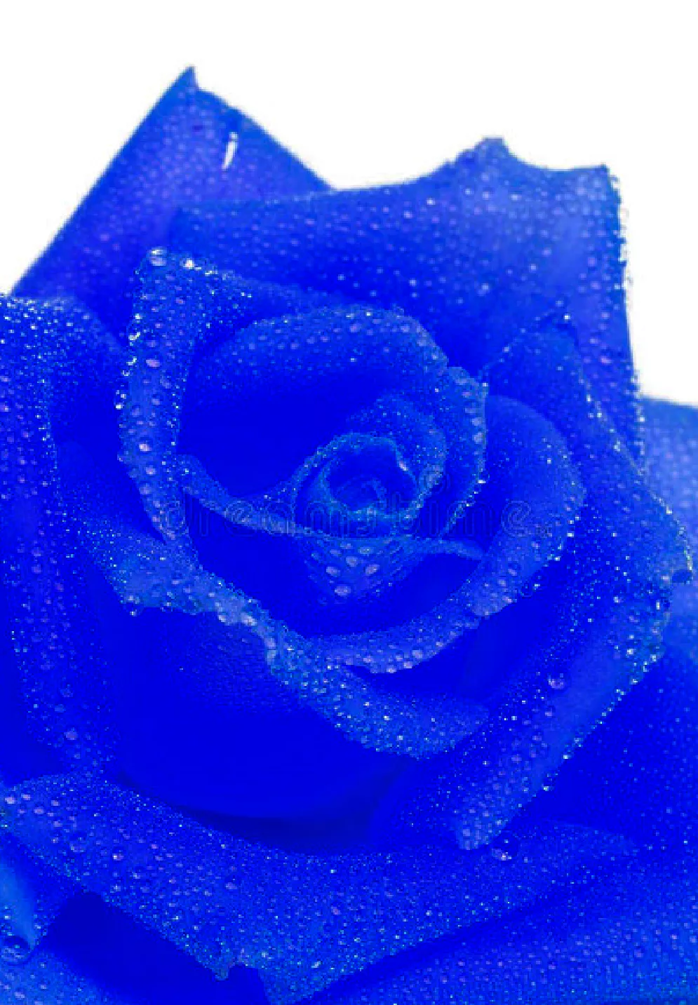 一支蓝色妖姬代表什么？