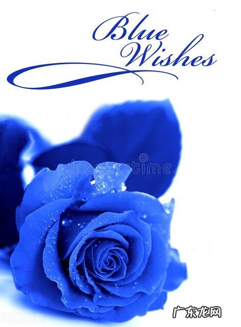 一支蓝色妖姬代表什么？