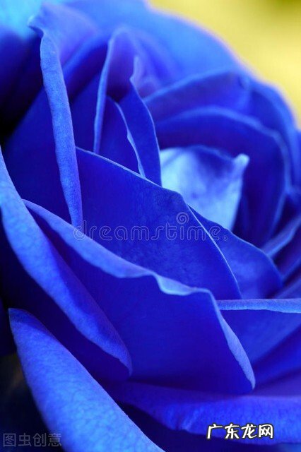 一支蓝色妖姬代表什么？