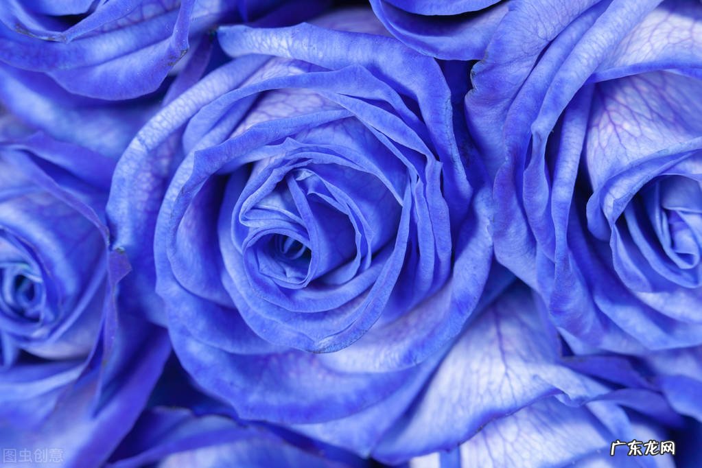 一支蓝色妖姬代表什么？