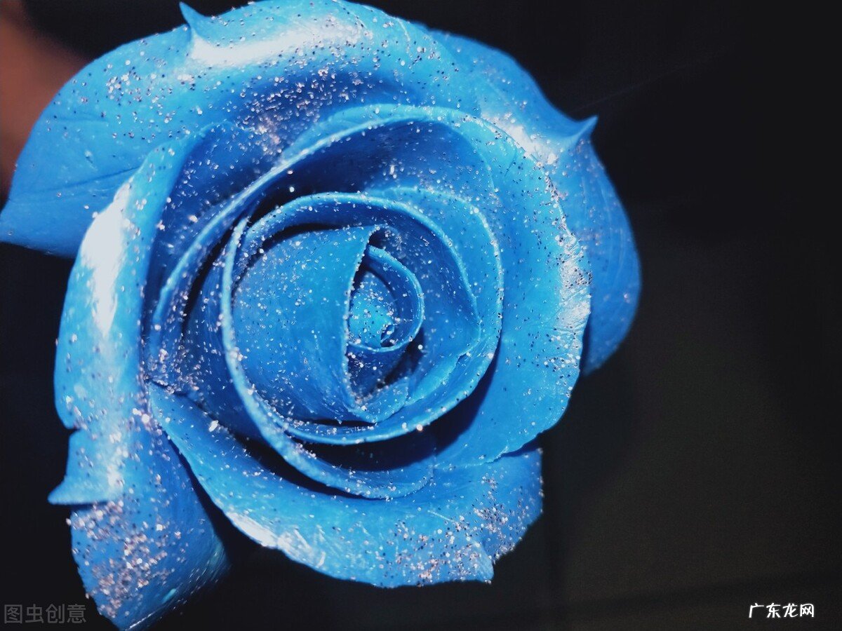 一支蓝色妖姬代表什么？