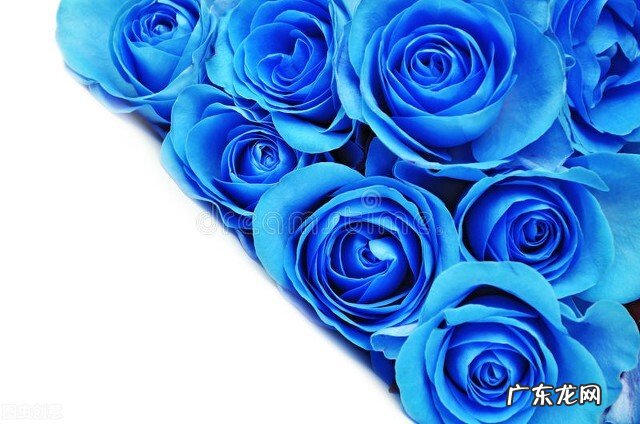 一支蓝色妖姬代表什么？