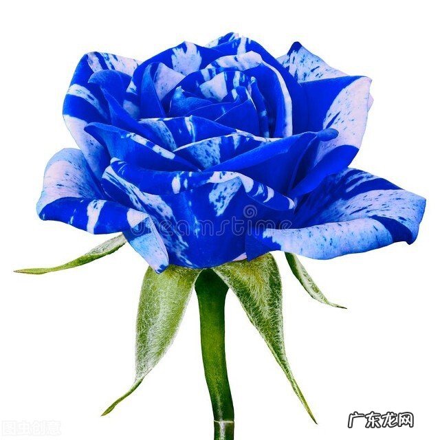 一支蓝色妖姬代表什么？