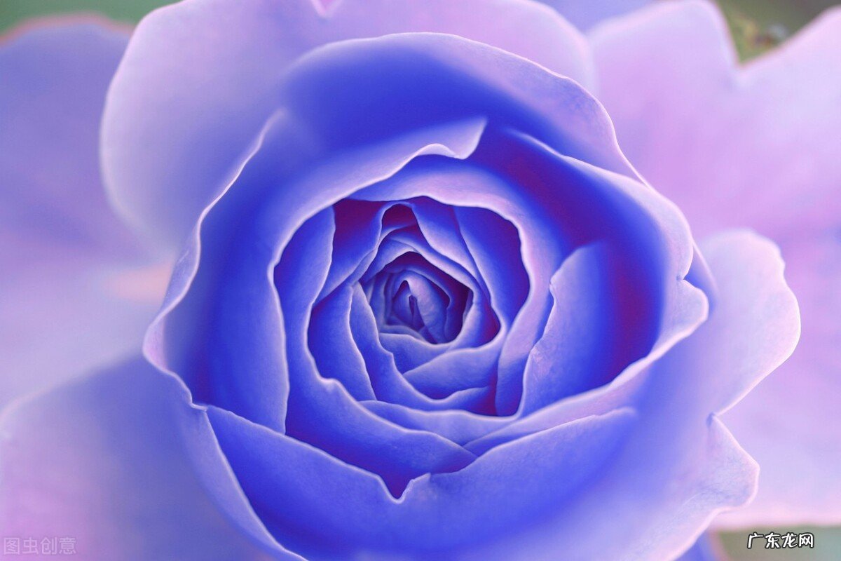 一支蓝色妖姬代表什么？