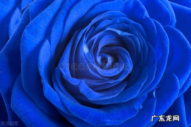 一支蓝色妖姬代表什么？